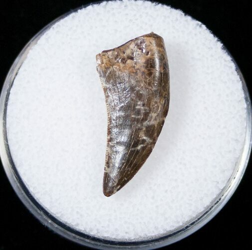 Small Tyrannosaur or Large Raptor Tooth - Judith River #14827